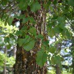 Alnus cordata – Italiaanse els