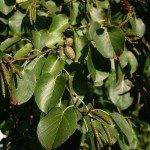Alnus cordata – Italiaanse els - Afbeelding 2