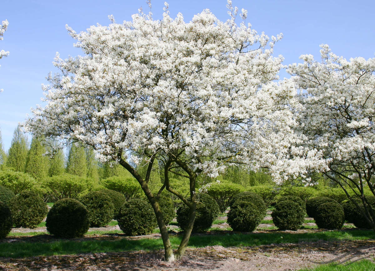 Bestel amelanchier lamarckii krentenboompje voordelig bij plantenweelde
