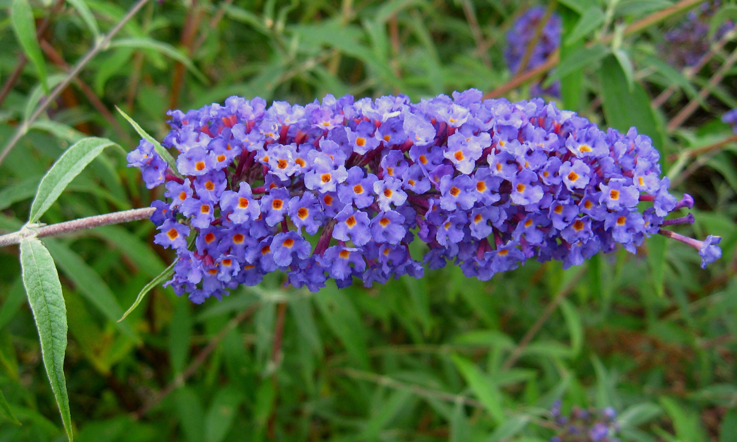 Buddleja d. 'Nanho Purple' - Afbeelding 3