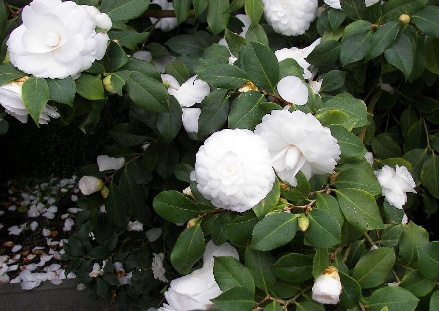 Bestel Camellia japonica ‘Alba Plena’ voordelig bij Plantenweelde