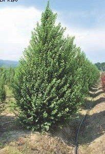 Carpinus bet. 'A. Beeckman'