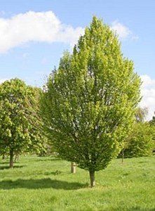 Carpinus bet. 'Lucas'
