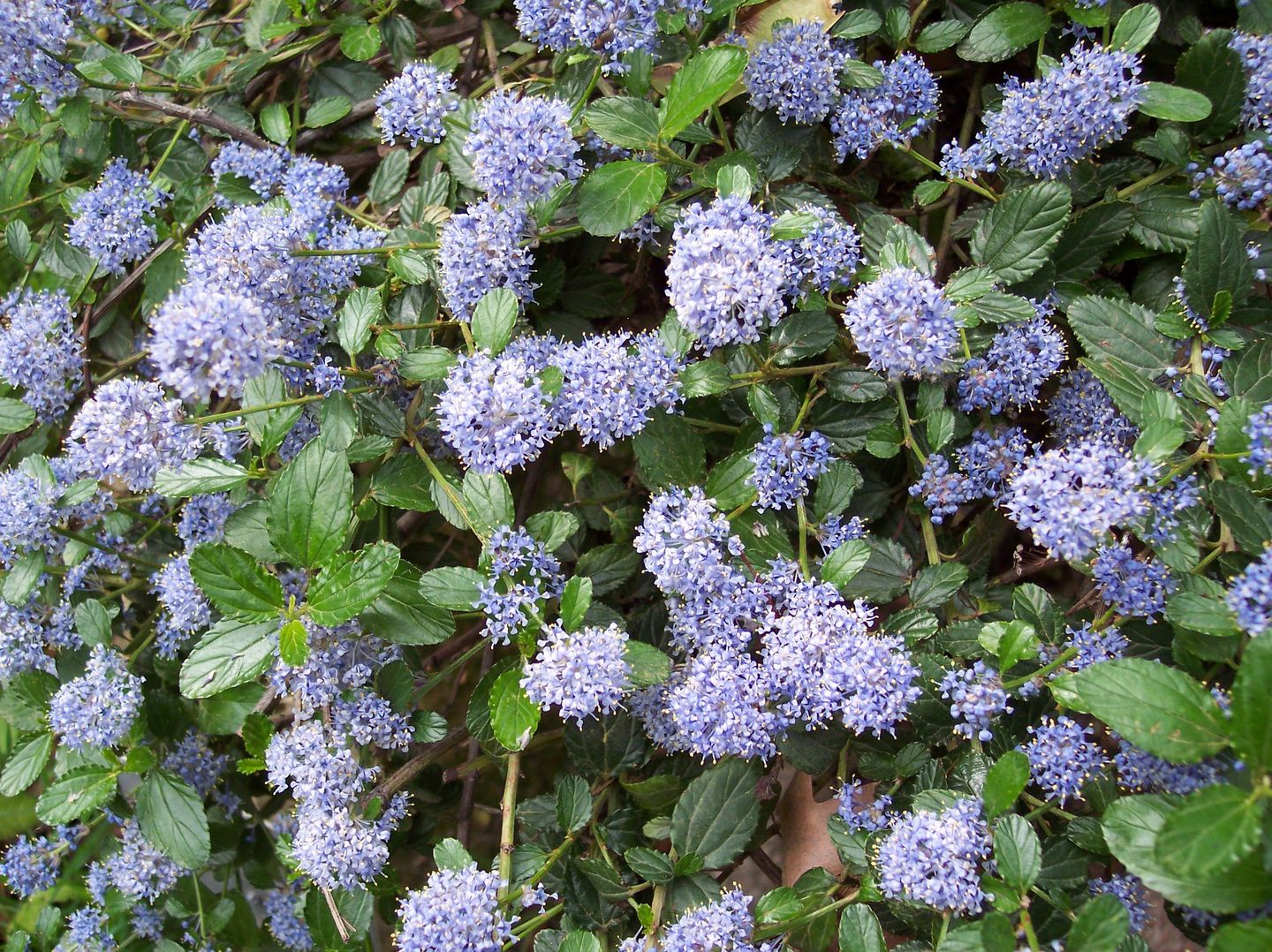 Ceanothus Thyrsiflorus Repens - Pianta In Vaso 19cm Per Giardino E Balcone - Foto 7