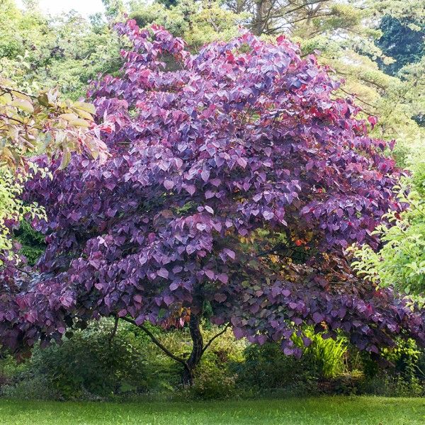 Cercis canadensis Forest Pansy