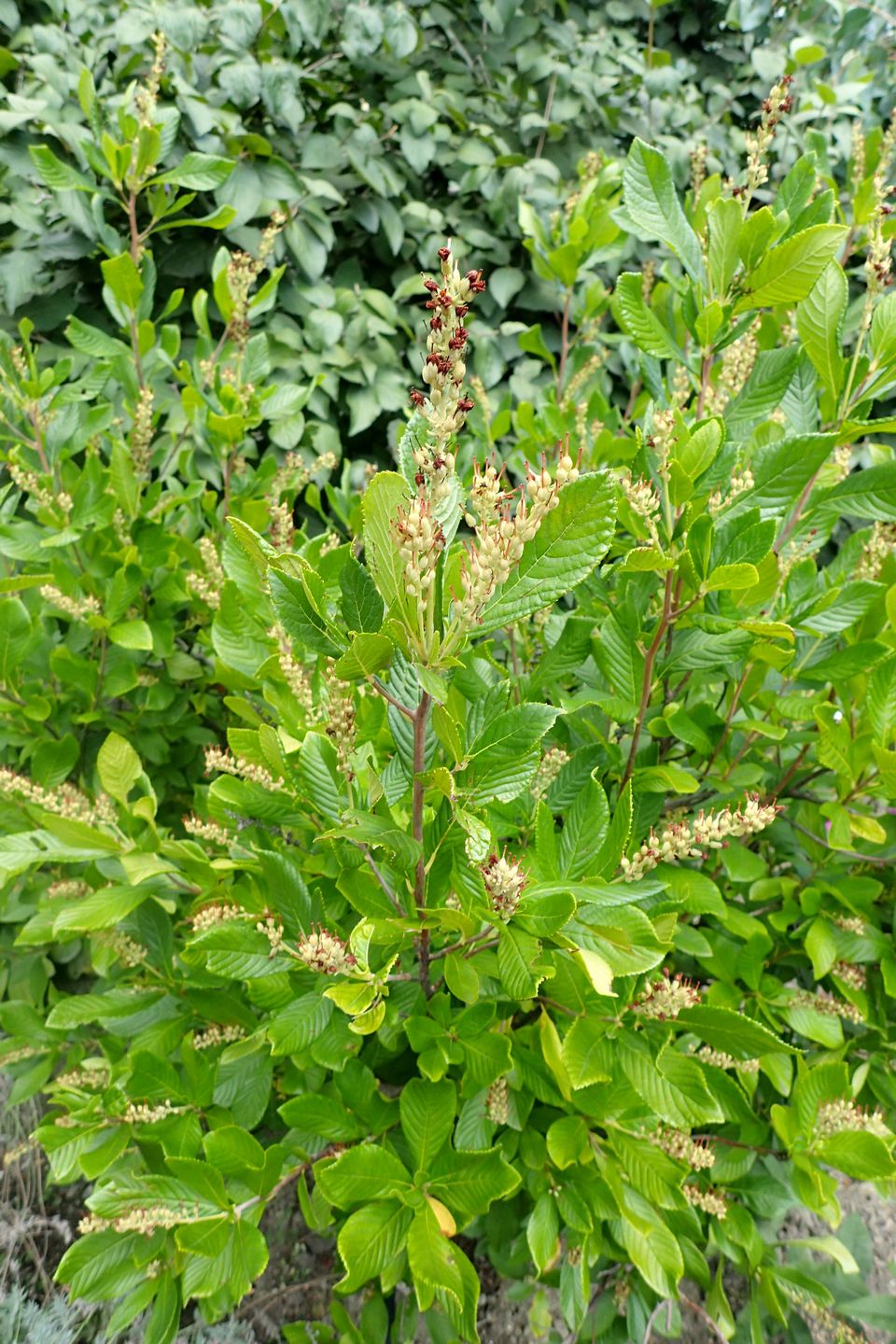Bestel Clethra alnifolia voordelig bij Plantenweelde