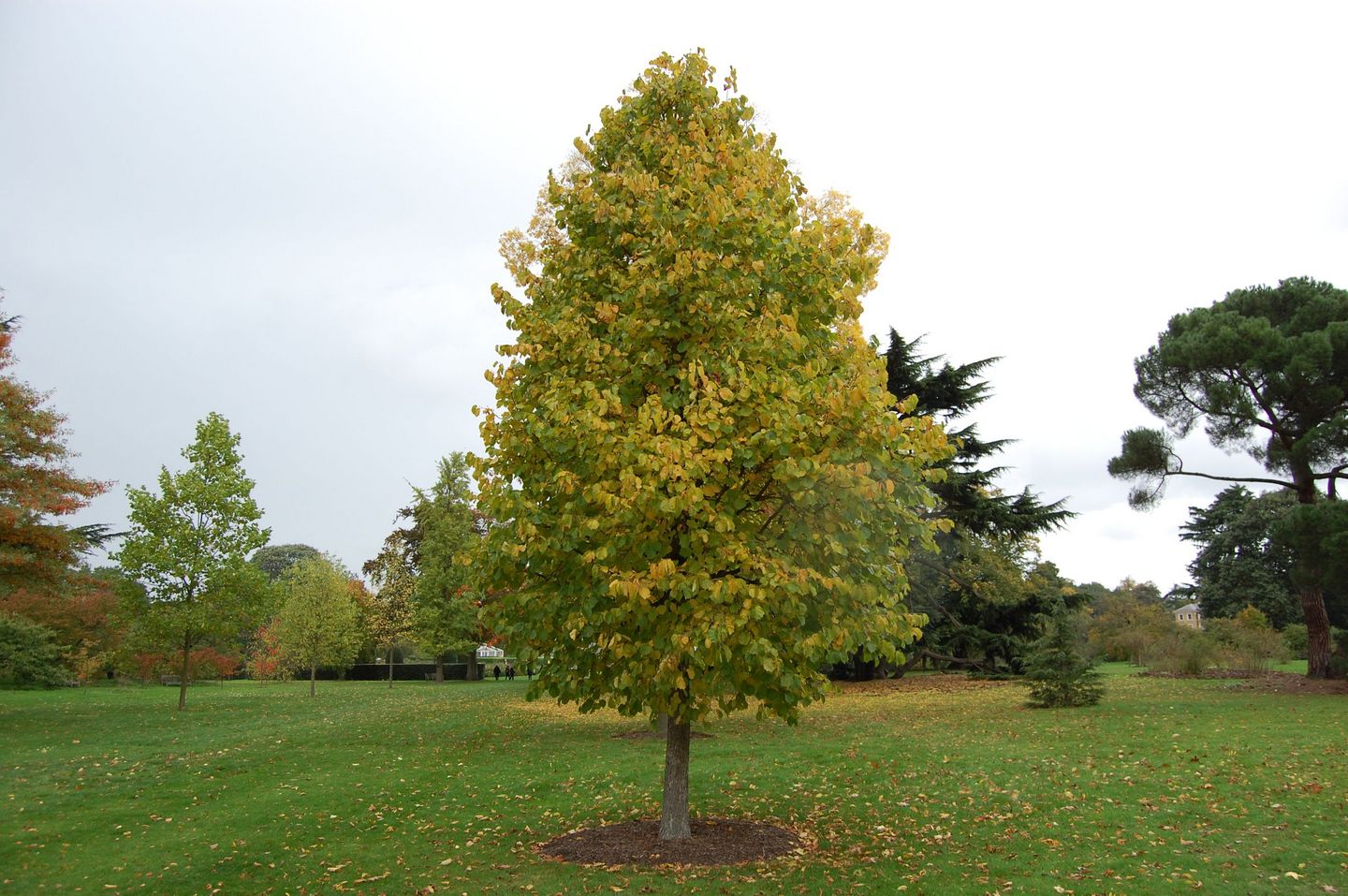 bestel-corylus-colurna-turkse-hazelaar-boomhazelaar-voordelig-bij