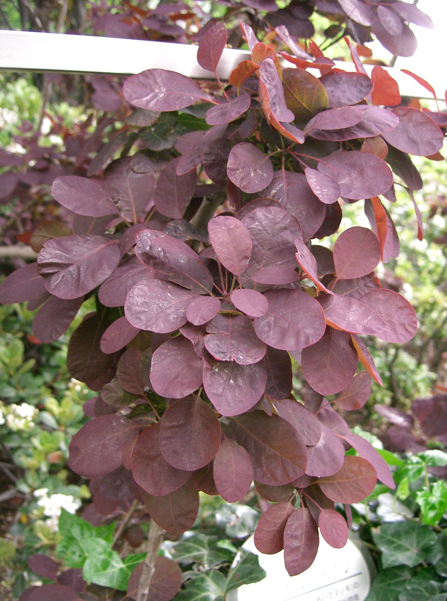 Cotinus - Cotinus coggygria Royal Purple pruikenboom | Smokebush ... _ In colder climates, winter winds can damage the plants, so they should be planted in sheltered conditions in these regions.