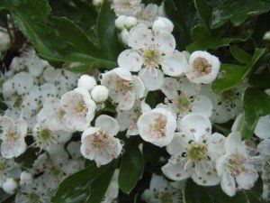 Crataegus monogyna 'Stricta'