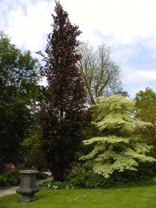 Fagus syl. 'Dawyck Purple' (2)