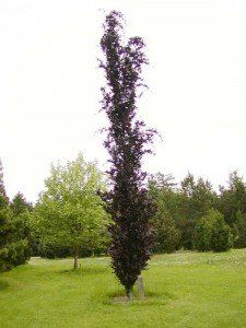 Fagus syl. 'Dawyck Purple' (3)