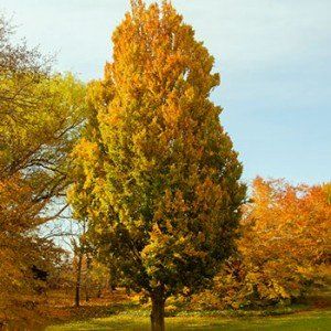 Fagus sylvatica 'Dawyck Gold' (2)