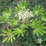 Fatsia japonica - Afbeelding 3