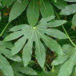 Fatsia japonica - Afbeelding 2