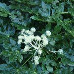 Fatsia japonica