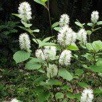 Fothergilla major