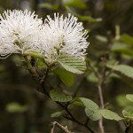 Fothergilla major - Afbeelding 2