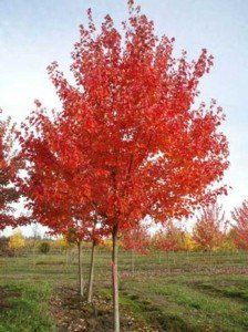 Fraxinus amer. Autumn Aplause