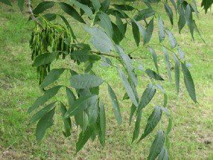 Fraxinus exc. 'Westhofs Glorie'