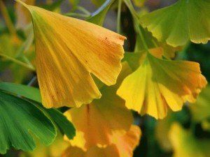 Ginkgo biloba Tremonia (3)