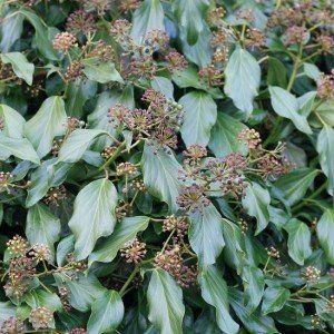 Hedera colch. 'Fall Favourite'