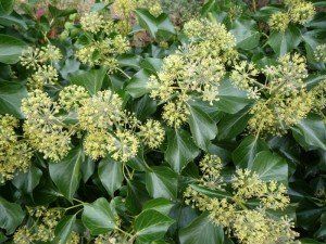 Hedera helix 'Arborescens'