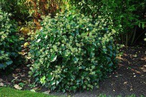 Hedera helix Arborescens3