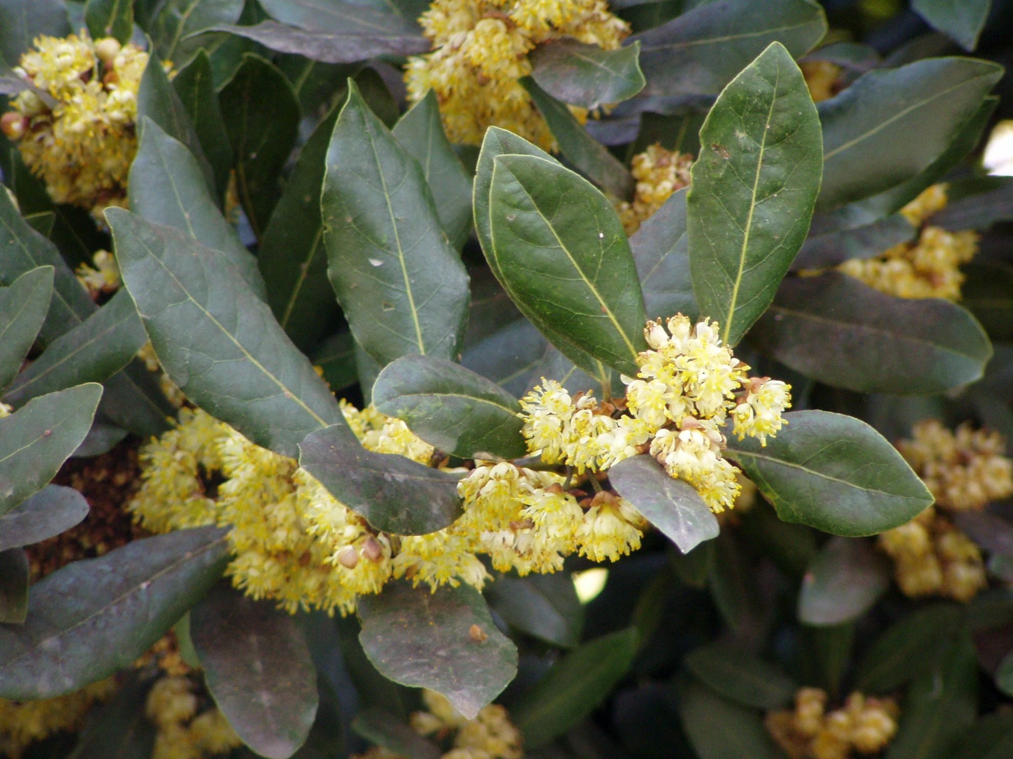 Bestel Laurus Nobilis Voordelig Bij Plantenweelde Bestel Laurus Nobilis Voordelig Bij Plantenweelde