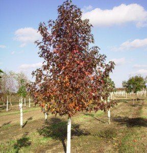 Liquidambar styr. 'Moraine'