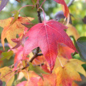 Liquidambar styr. 'Moraine' (3)