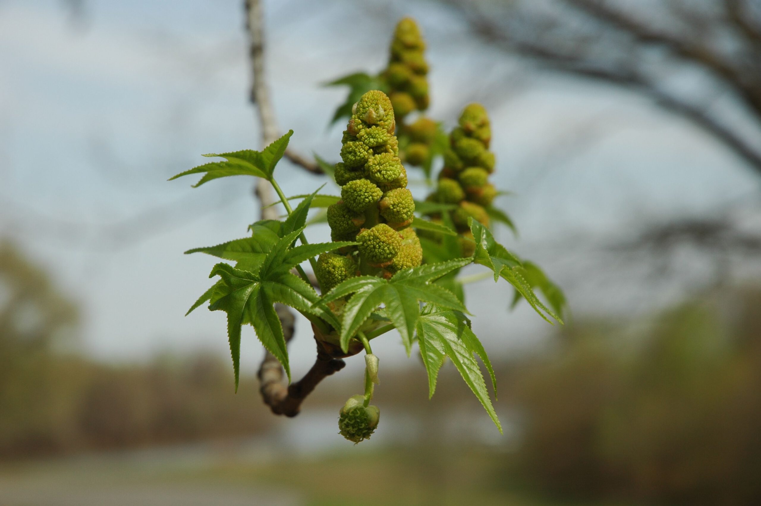 Liquidambar styraciflua – dakboom - Afbeelding 2