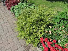 Lonicera nit. ‘Lemon Beauty’