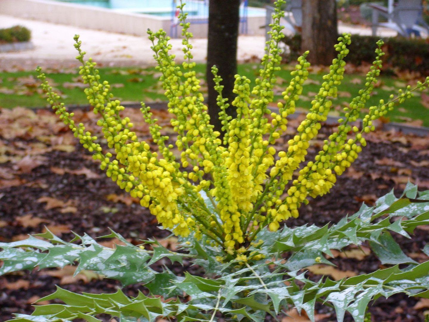 Bestel mahonia media winter sun voordelig bij plantenweelde