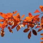 Nyssa sylvatica – Zwarte tupeloboom - Afbeelding 2