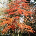Nyssa sylvatica – Zwarte tupeloboom