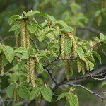 Ostrya carpinifolia – Europese Hopbeuk - Afbeelding 4