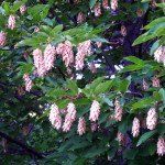 Ostrya carpinifolia – Europese Hopbeuk - Afbeelding 3