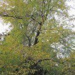Ostrya carpinifolia – Europese Hopbeuk - Afbeelding 2