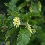 Ostrya carpinifolia – Europese Hopbeuk