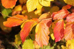 Parrotia persica 'Vanessa'