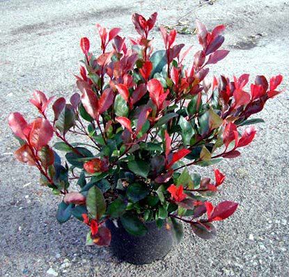 Photinia little red robin