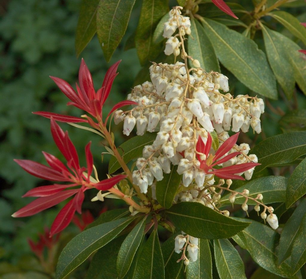 Bestel Pieris Forest Flame Voordelig Bij Plantenweelde bestel-pieris-forest-flame-voordelig-bij-plantenweelde