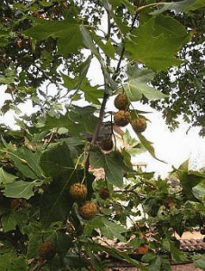 Platanus hispanica 'Alphens Globe (2)