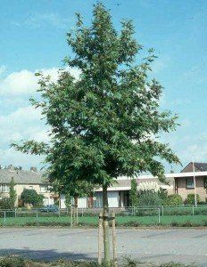 Platanus orientalis 'Minaret' (2)