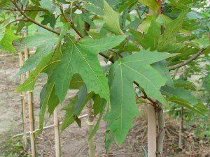 Platanus orientalis 'Minaret'