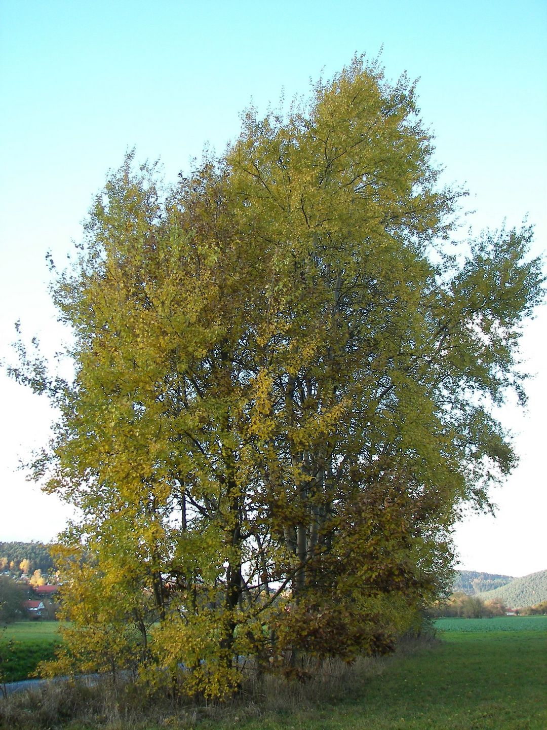 Bestel Populus Tremula Tril Of Ratel populier Esp Voordelig Bij bestel-populus-tremula-tril-of-ratel-populier-esp-voordelig-bij