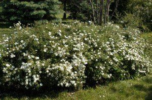 Potentilla f. 'Abbotswood'2