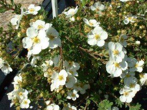 Potentilla f. 'Abbotswood'3