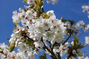 Prunus 'Umineko'