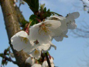 Prunus 'Umineko' (4)
